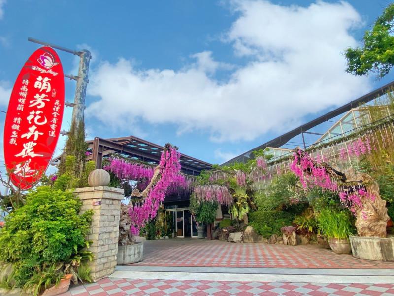 特價販售蝴蝶蘭 、多肉、蕨類、小品植物、園藝資材