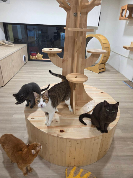 橘光呼嚕X背包Cat咖啡輕食屋