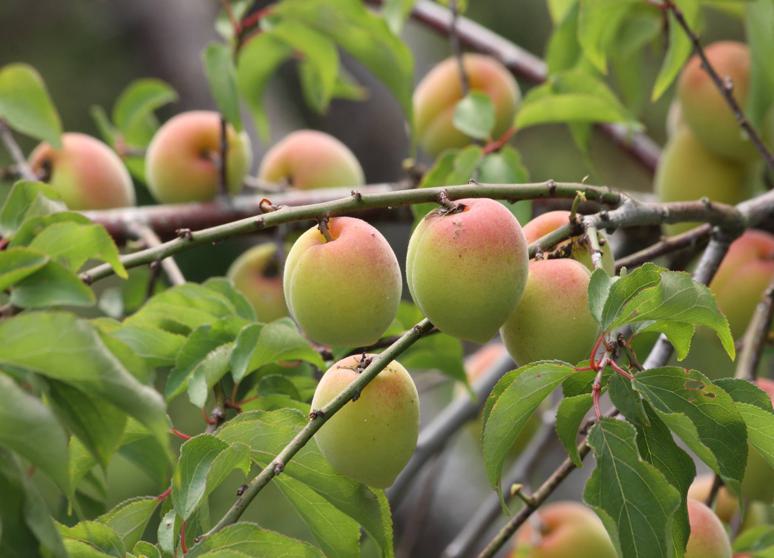 古味堂製菓廠有限公司