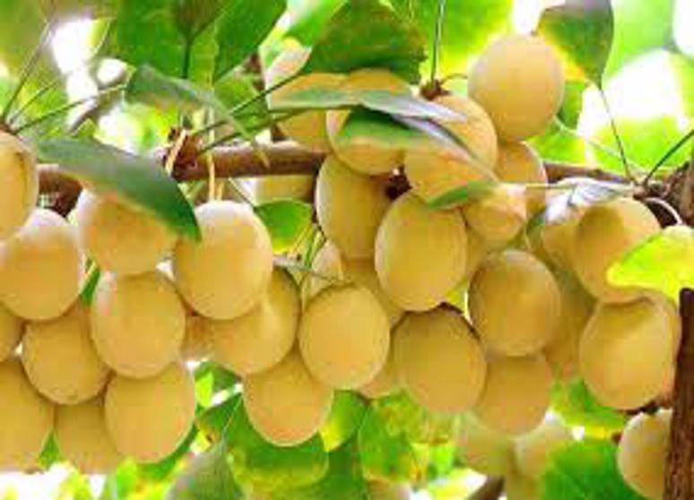 日巧茂商行(月眉糖廠)