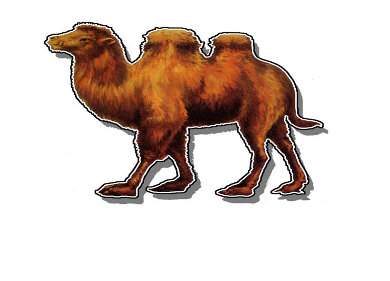 駱駝皮鞋有限公司